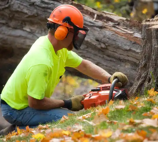 tree services Riverview